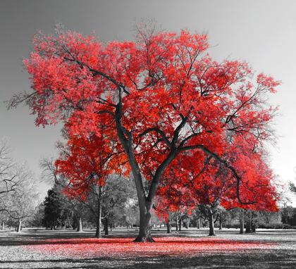 Crimson Spirit: Red Autumn Tree Selective Color – Modern Frameless Wall Art
