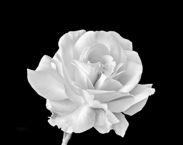 Monochrome Bloom: White Rose on Obsidian – Modern Frameless Wall Art