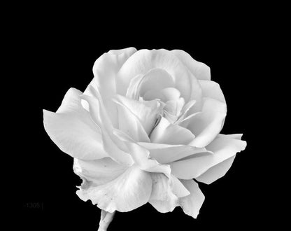 Monochrome Bloom: White Rose on Obsidian – Modern Frameless Wall Art