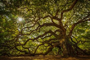 Ancient Oak of Life: Sun-Drenched Canopy – Modern Frameless Wall Art