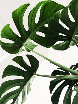 Verdant Majesty: Monstera Deliciosa – Modern Frameless Wall Art
